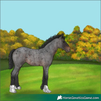 Horse Color:Brown Roan