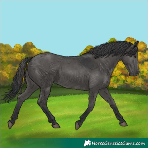 Horse Color:Black 