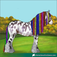 Horse Color:Painted Brown Onyx Appaloosa 