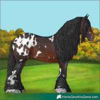 Horse Color:White Spotted Brown Blanket 