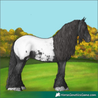 Horse Color:Black Near Fewspot 