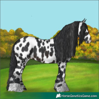 Horse Color:Brown Appaloosa 