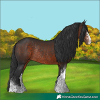 Horse Color:Brown Sabino Rabicano