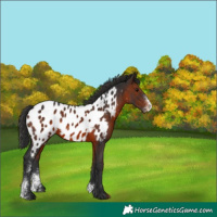 Horse Color:Brown Sabino Appaloosa Rabicano