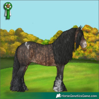 Horse Color:Brown Dun Appaloosa  and Brown Sabino Appaloosa 