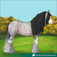 Horse Color:Brown Roan Sabino Splash 