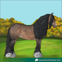 Horse Color:Brown Dun 