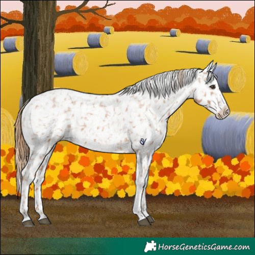 Horse Color:Chestnut Tobiano Appaloosa 