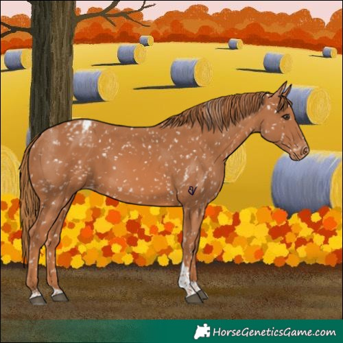 Horse Color:Chestnut Tobiano Appaloosa 