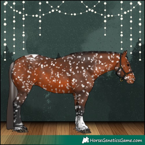 Horse Color:Bay Tobiano Appaloosa 