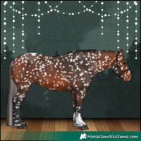 Horse Color:Bay Tobiano Appaloosa 
