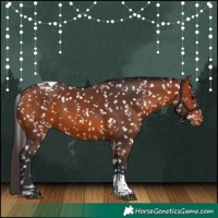 Horse Color:Bay Tobiano Appaloosa