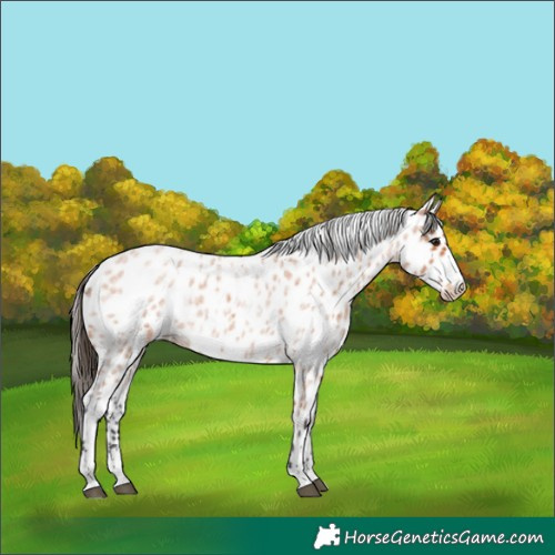 Horse Color:Bay Roan Leopard 