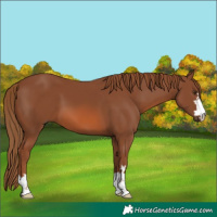 Horse Color:Chestnut 