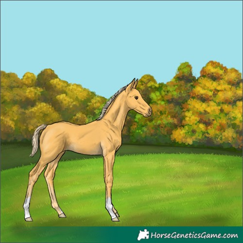 Horse Color:Palomino