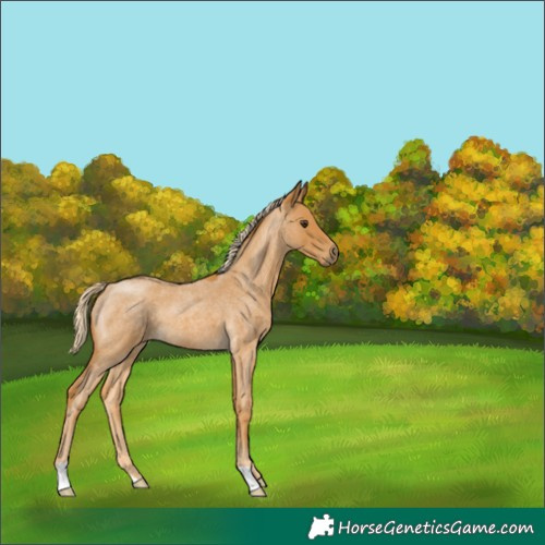Horse Color:Palomino Roan 