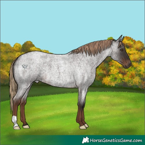 Horse Color:Liver Red Roan 