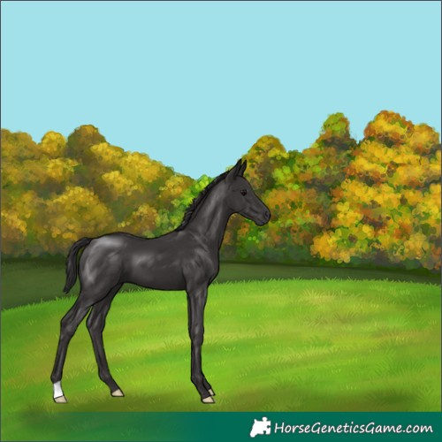 Horse Color:Smoky Black 