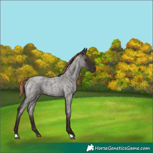 Horse Color:Liver Red Roan 