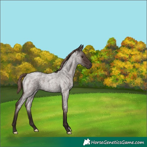 Horse Color:Liver Red Roan 
