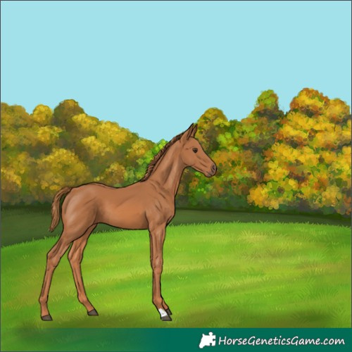 Horse Color:Chestnut 