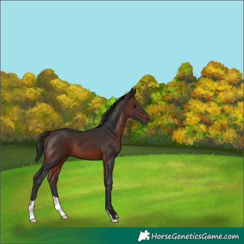 Horse Color:Brown 