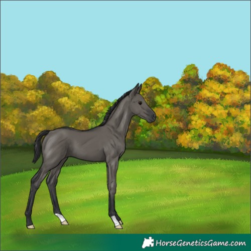 Horse Color:Grullo 