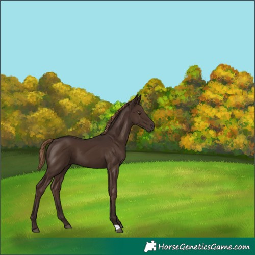 Horse Color:Liver Chestnut 