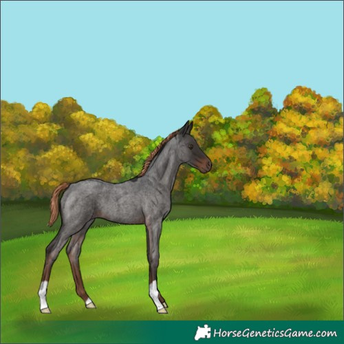Horse Color:Liver Red Roan 