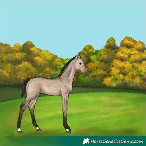 Horse Color:Bay Dun