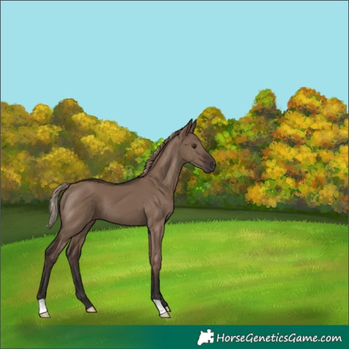 Horse Color:Liver Red Dun 