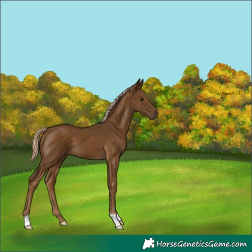 Horse Color:Chocolate Palomino 