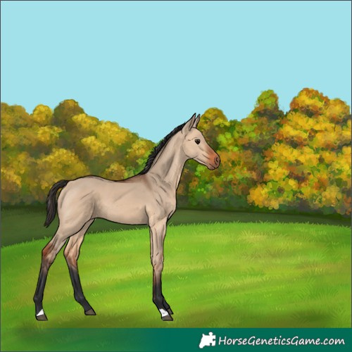 Horse Color:Bay Dun