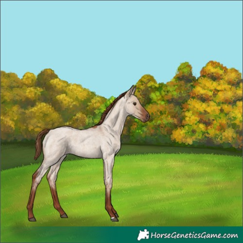 Horse Color:Red Dun Roan 