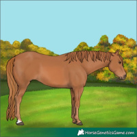 Horse Color:Chestnut 