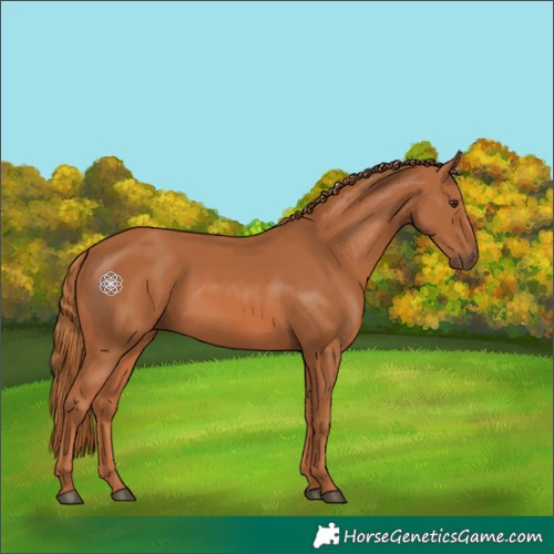 Horse Color:Chestnut 