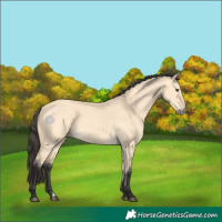 Horse Color:Buckskin Dun 