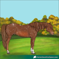 Horse Color:Chestnut Tobiano Appaloosa 