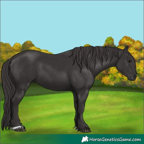 Horse Color:Smoky Black 