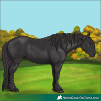 Horse Color:Smoky Black 