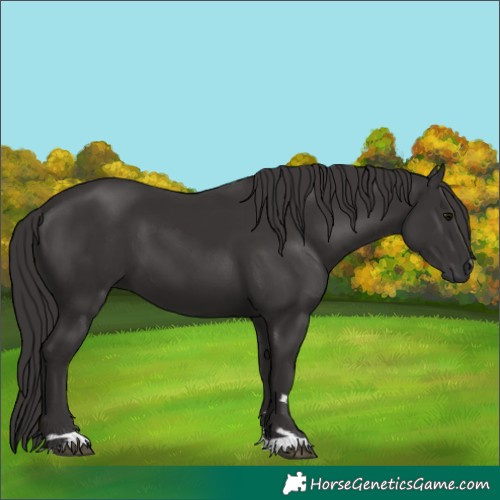 Horse Color:Smoky Black 