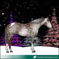 Horse Color:Gray Chestnut Splash Tobiano Appaloosa 