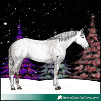 Horse Color:Gray Chestnut Splash Tobiano Appaloosa 