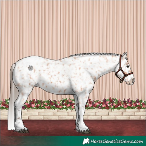 Horse Color:Bay Tobiano Appaloosa 