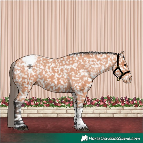 Horse Color:Bay Tobiano Appaloosa 