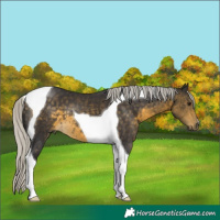 Horse Color:Silver Buckskin Tobiano 