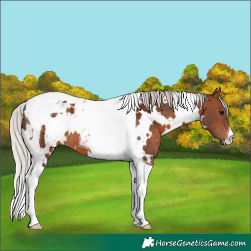 Horse Color:White Spotted Silver Brown Tobiano