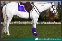 Horse Color:Classic Champagne Tobiano Snowflake Varnish