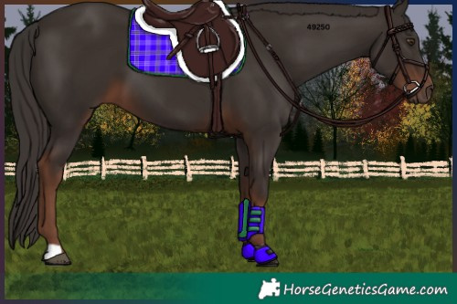 Horse Color:Liver Chestnut 