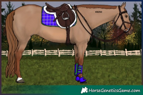 Horse Color:Red Dun 